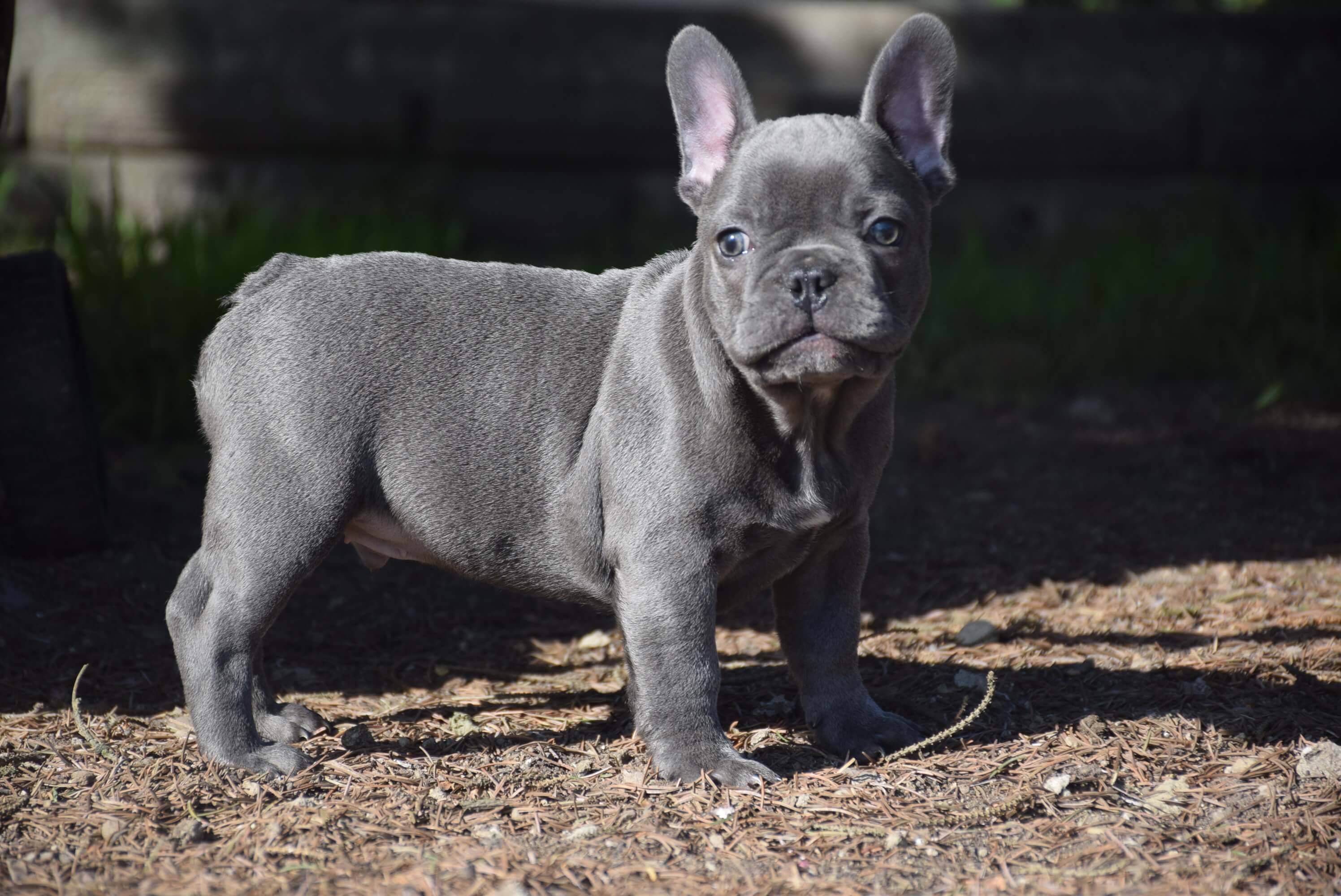 French bulldog